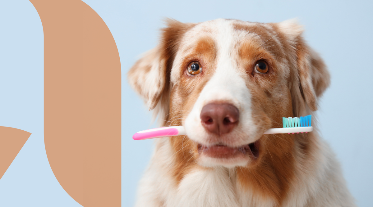 Daily Dental Care for Dogs: What Actually Works?