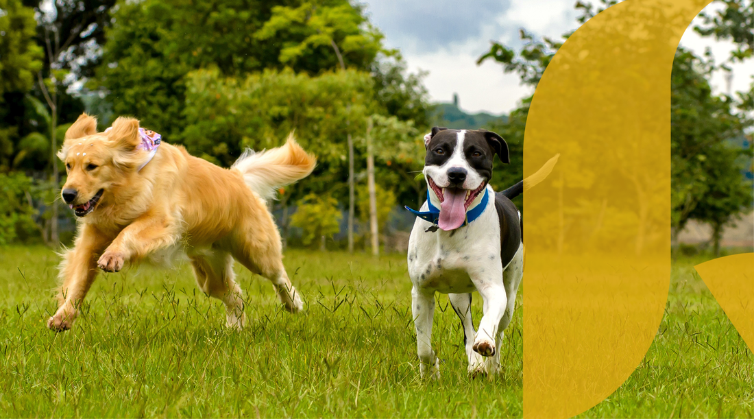 Joint Supplements for Dogs: Support Happy, Bouncy Movement