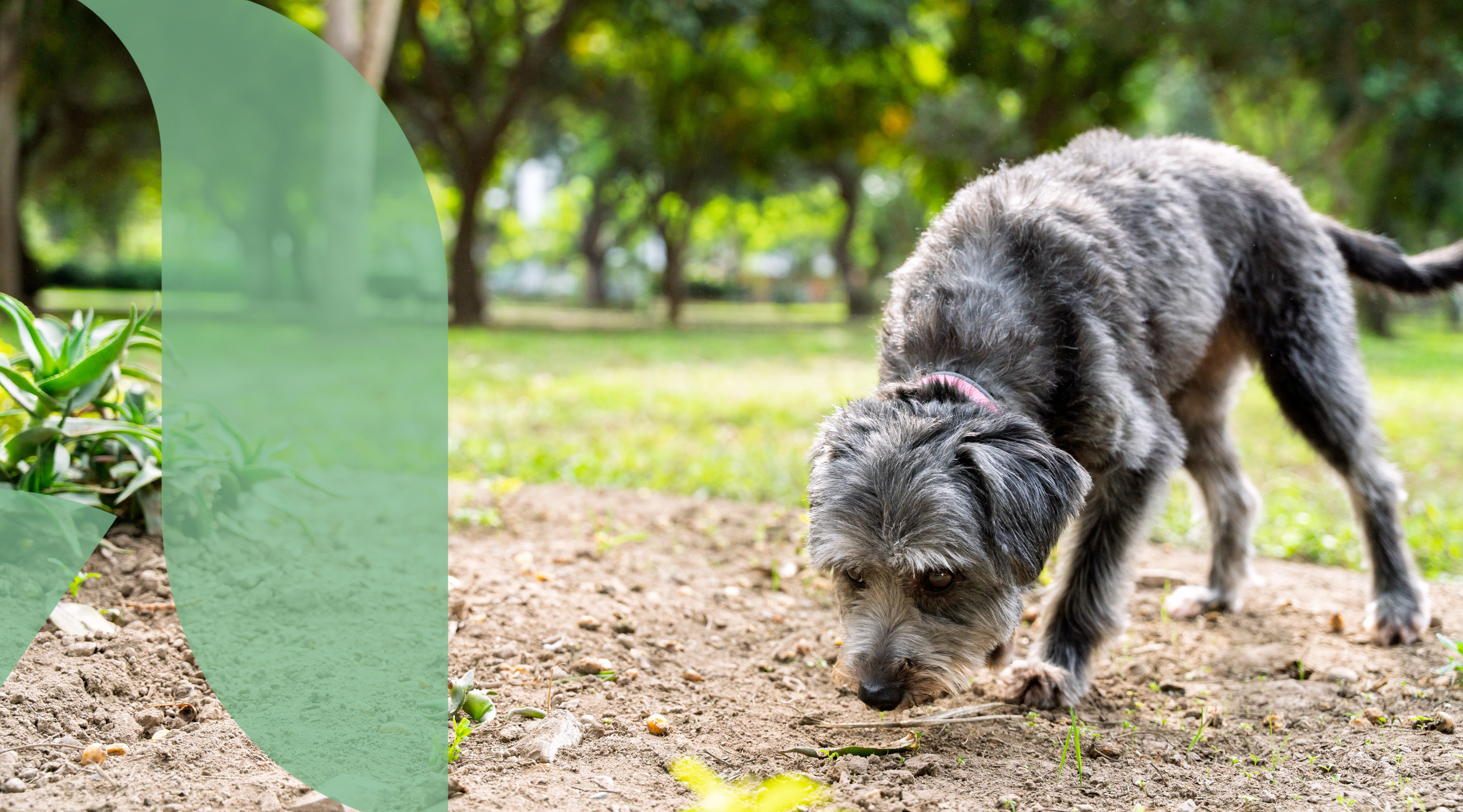 Pre, Pro and Postbiotics: Happier Tummies Explained