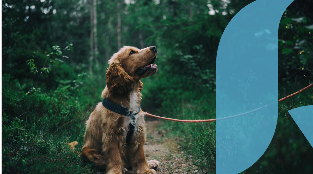 Stress in Dogs: Signs, Causes and How to Help