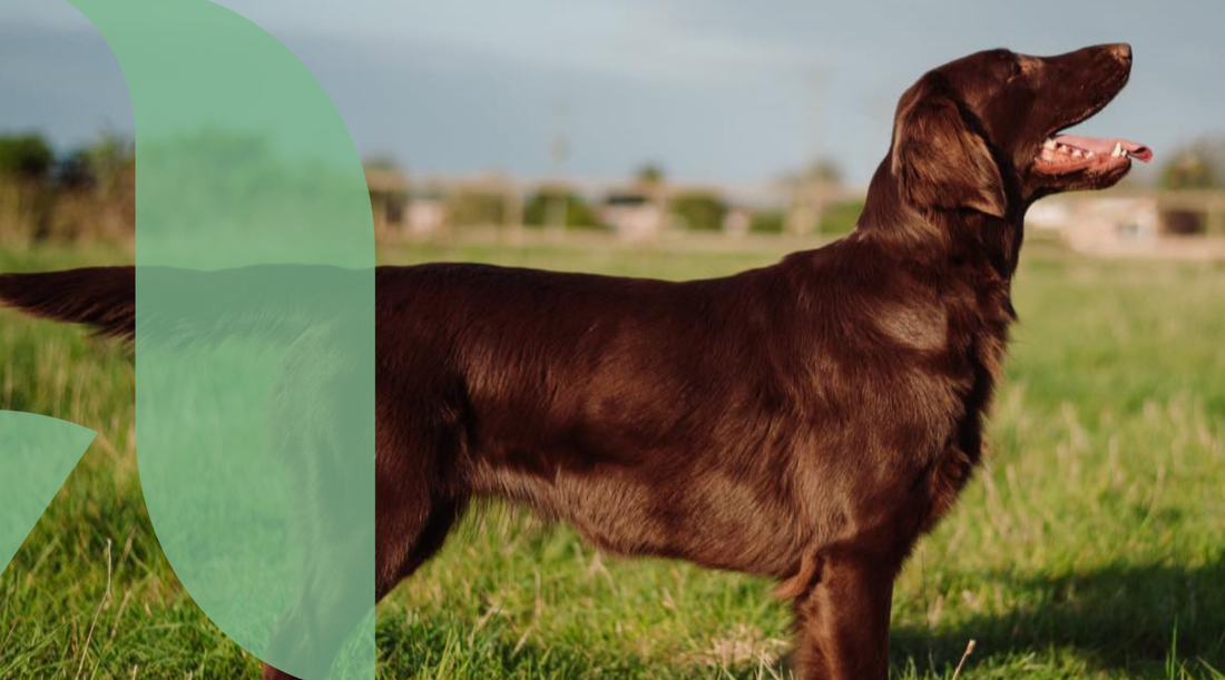 Why Your Dog’s Gut Might Be Out of Balance: Signs, Symptoms & How to Support them
