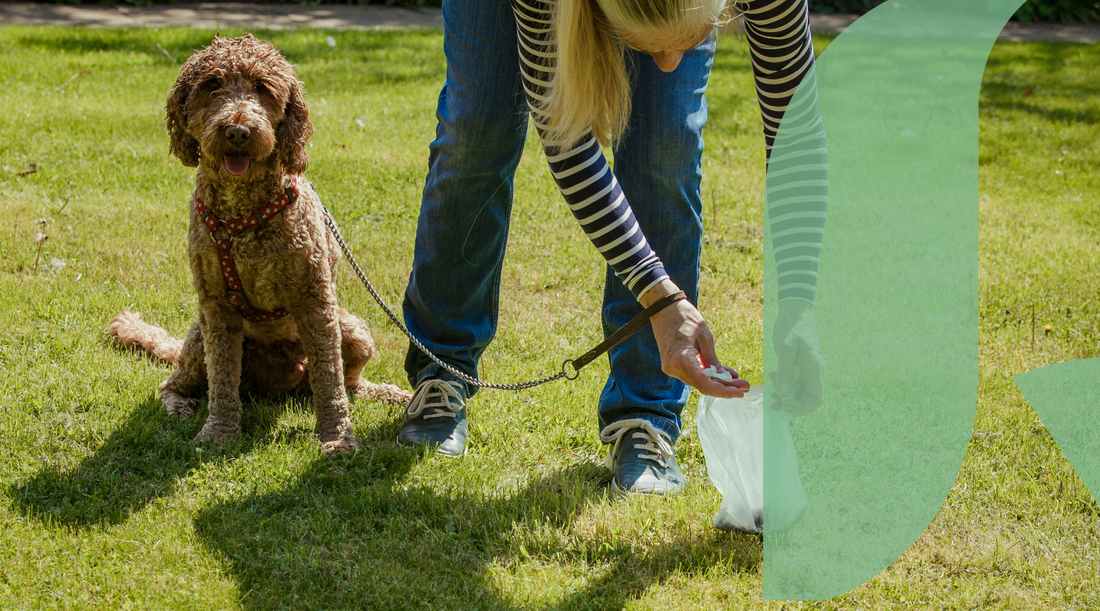 Why Your Dog Has Sloppy Poos (And How to Fix Them)