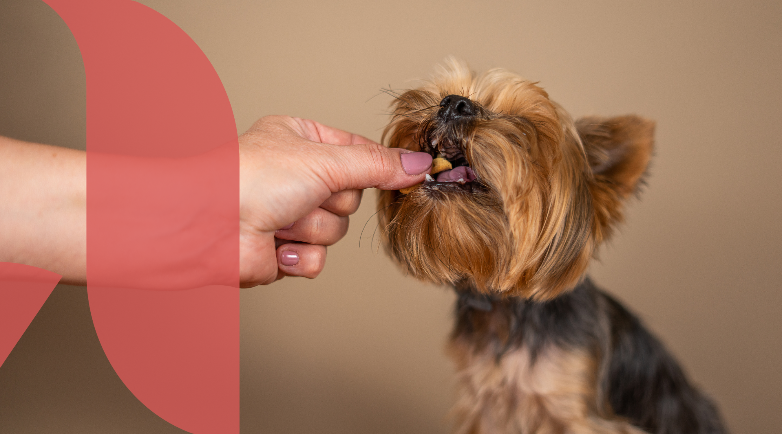 Hydrolysed Poultry Protein in Dog Food: Understanding Food Allergies in Dogs