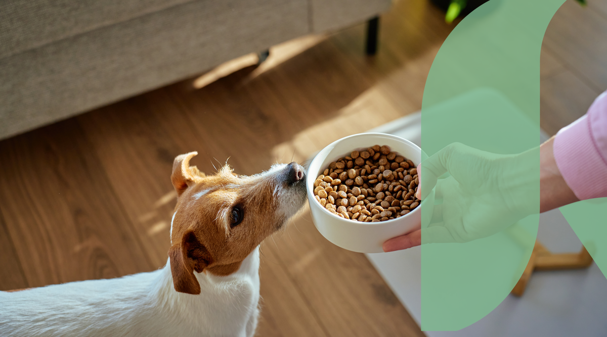How to Switch Dog Food Without Upsetting Your Dog’s Stomach