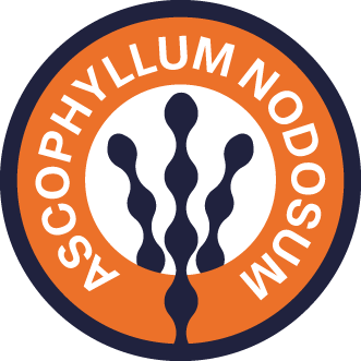 An icon featuring a tooth with a sparkle, representing daily dental care and oral health for dogs.