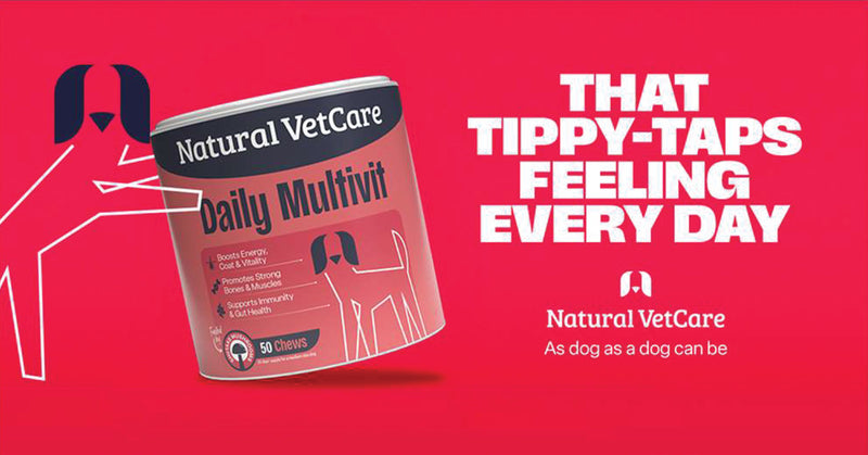 A small dog with long white fur sits on a green surface, looking directly at the camera.