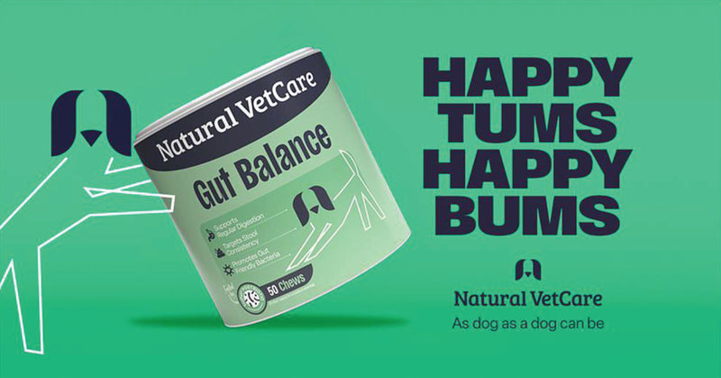 A border collie jumping through the air to catch a frisbee in a grassy field.